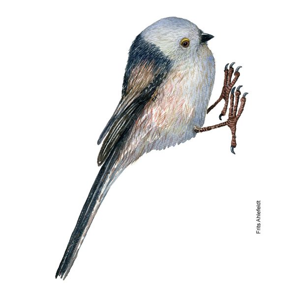 Dw01136 Original Long tailed tit watercolor Online