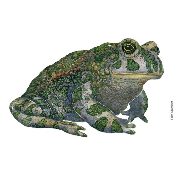 Dw01180 Original European green frog watercolor Jetzt online
