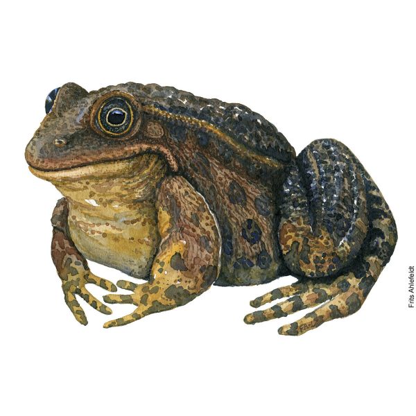 Dw01146 Original Marsh frog watercolor Schn?ppchen