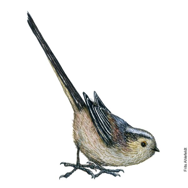 Dw01134 Original Long tailed tit watercolor Online-Schn?ppchen